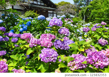 Beautiful hydrangeas at Hondo-ji Temple (Matsudo City, Chiba Prefecture) Beautiful hydrangeas at Hondo-ji Temple (Matsudo City, Chiba Prefecture) 123832353