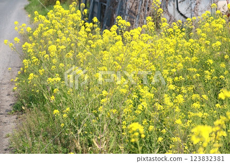 強姦開花 強姦開花 123832381