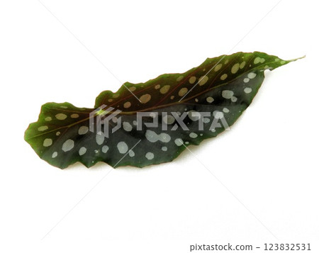 Dot pattern - Maculata Dot pattern - Maculata 123832531
