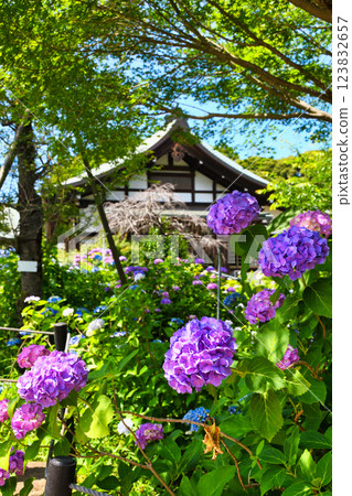 本堂寺的美麗繡球花（千葉縣松戶市） 123832657