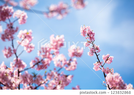 【河津櫻花】三浦海岸早開的櫻花 123832868