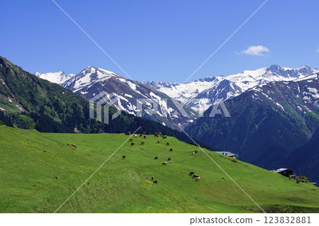 Footage of alpine meadows above tree line and blue sky. Footage of alpine meadows above tree line and blue sky. 123832881