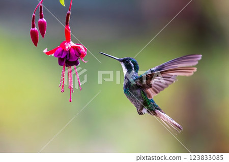 Hummingbird  123833085