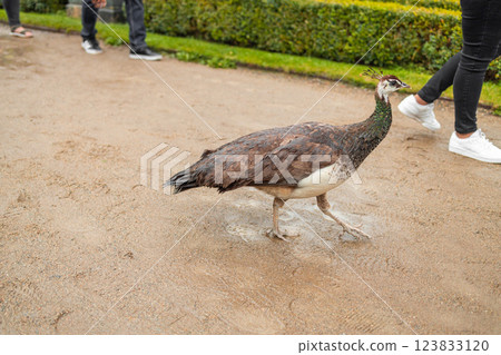 Blue peafowl or Indian peafowl with its bright blue plumage, fan-shaped crest walking gracefully on a sunlight-lit path among the green vegetation on a sunny summer day Blue peafowl or Indian peafowl with its bright blue plumage, fan-shaped crest walking gracefully on a sunlight-lit path among the green vegetation on a sunny summer day 123833120