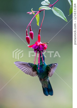 Hummingbird Hummingbird 123833184