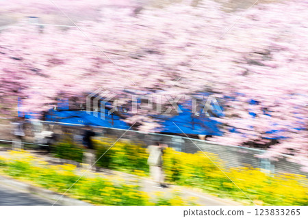 【河津櫻花】京急列車在櫻花樹間疾馳 【河津櫻花】京急列車在櫻花樹間疾馳 123833265