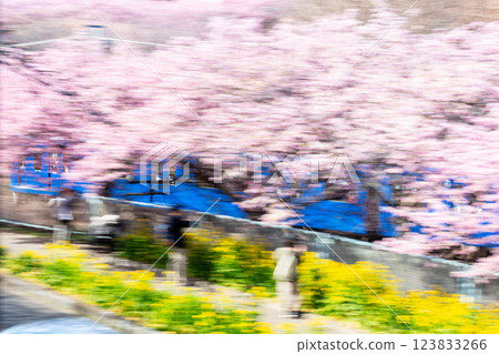 [Kawazu Cherry Blossoms] Keikyu train speeding through the rows of cherry blossom trees 123833266