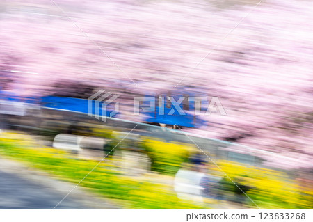 【河津櫻花】京急列車在櫻花樹間疾馳 123833268