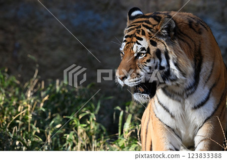 Tiger (Siberian Tiger) Male Tiger (Siberian Tiger) Male 123833388