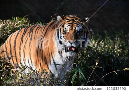Tiger (Siberian Tiger) Male Tiger (Siberian Tiger) Male 123833390