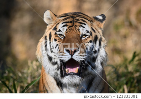 Tiger (Siberian Tiger) Male Tiger (Siberian Tiger) Male 123833391