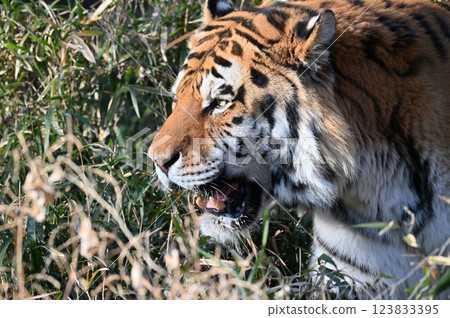 Tiger (Siberian Tiger) Male Tiger (Siberian Tiger) Male 123833395