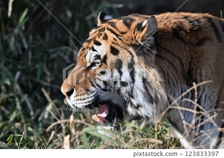 Tiger (Siberian Tiger) Male 123833397