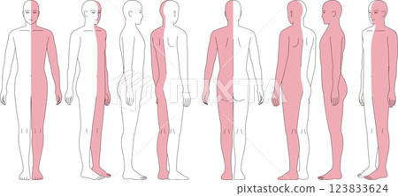 人體半身彩色插圖。示意圖,正面、背面和對角線視圖。 人體半身彩色插圖。示意圖,正面、背面和對角線視圖。 123833624