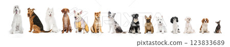 Lineup of various dog breeds sitting against white background. Concept of pet adoption, responsible ownership. 123833689