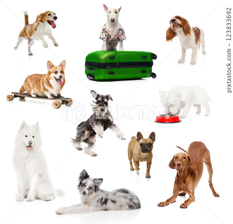 Collage made of photos of playful dogs different breeds posing against white studio background. Copy space for ad. Collage made of photos of playful dogs different breeds posing against white studio background. Copy space for ad. 123833692
