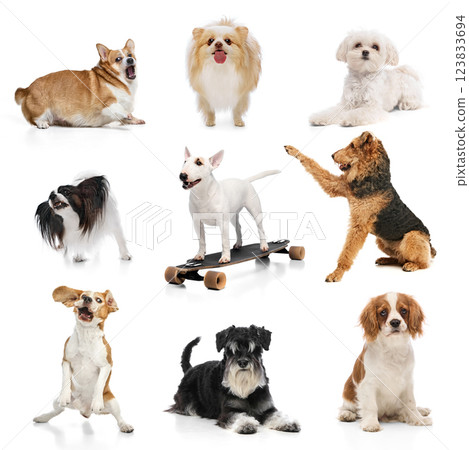 Collage. Group of various dogs, different breeds, posing against white studio background. Concept of pet diversity Collage. Group of various dogs, different breeds, posing against white studio background. Concept of pet diversity 123833694