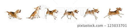 Motion sequence of running Beagle captured in different phases against white background. Concept of active pets, training, dog sports 123833701