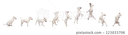 Dynamic set. Action sequence of Bull Terrier jumping and performing an energetic movement against white background Dynamic set. Action sequence of Bull Terrier jumping and performing an energetic movement against white background 123833706