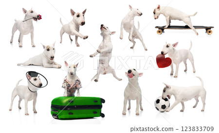 Collage of playful Bull Terriers performing tricks, posing, and interacting with props isolated against white studio background. Collage of playful Bull Terriers performing tricks, posing, and interacting with props isolated against white studio background. 123833709