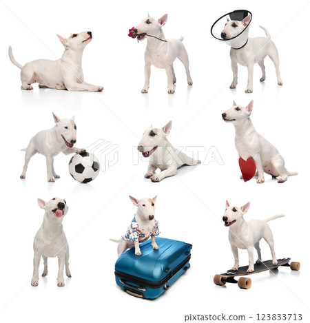 Collage of expressive Bull Terrier in different poses isolated against white studio background. Concept of pet care, grooming Collage of expressive Bull Terrier in different poses isolated against white studio background. Concept of pet care, grooming 123833713