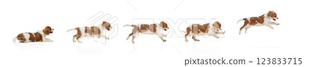 Collage. Dynamic sequence of Cavalier King Charles Spaniel running and jumping against white studio background 123833715