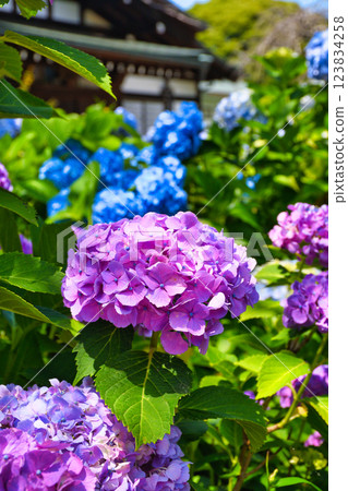 Beautiful hydrangeas at Hondo-ji Temple (Matsudo City, Chiba Prefecture) 123834258
