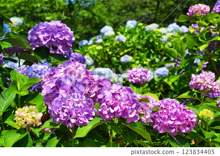 本堂寺的美麗繡球花（千葉縣松戶市） 123834405