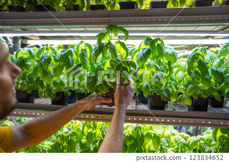 Florist seller checks Genovese basil leaves under grow lights on shelves in nursery. Green business 123834652