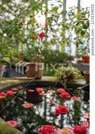 Potted pink Camellia japonica in greenhouse, fallen flowers floating on water surface in pool Potted pink Camellia japonica in greenhouse, fallen flowers floating on water surface in pool 123834658