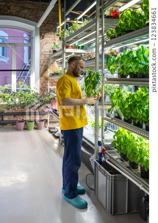 Plant lover in flower shop holds potted Genovese basil, select best among diverse herbs on shelves 123834661