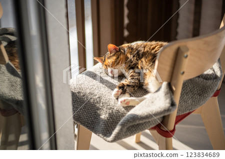 Lazy cat resting and lying on woolen plaid on chair, basking in warm sunlight near window on balcony 123834689