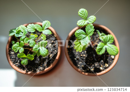 Small Strawberry Fragaria seedlings in clay pots at home, top view. Indoor gardening Small Strawberry Fragaria seedlings in clay pots at home, top view. Indoor gardening 123834714