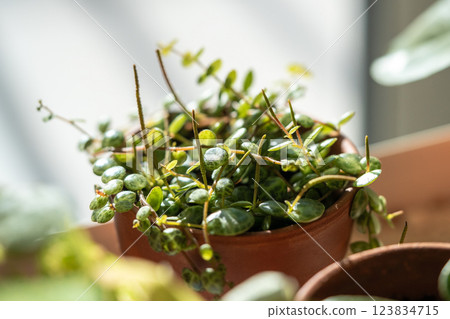 Closeup of Peperomia Prostrata string of turtles indoor plant in terracotta flower pot at home Closeup of Peperomia Prostrata string of turtles indoor plant in terracotta flower pot at home 123834715
