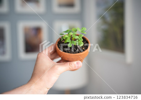 Man holding small Strawberry Fragaria seedlings in clay pot in hand, soft focus. Indoor gardening 123834716