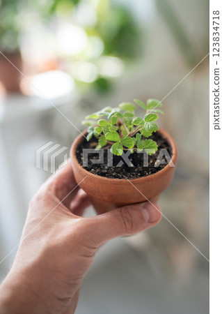 Man holding small Strawberry Fragaria seedlings in clay pot in hand, soft focus. Indoor gardening Man holding small Strawberry Fragaria seedlings in clay pot in hand, soft focus. Indoor gardening 123834718