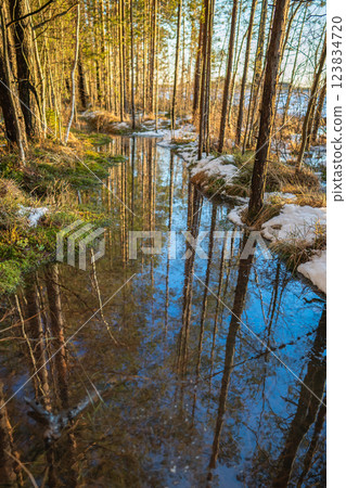 March flood engulfs forest trail, shimmering reflections in melting pools. Spring flood in woods 123834720