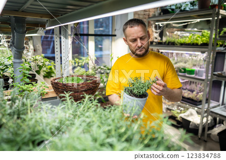 Focused man checks health of rosemary and herbs in pots, growing in mini greenhouse under phytolamps Focused man checks health of rosemary and herbs in pots, growing in mini greenhouse under phytolamps 123834788