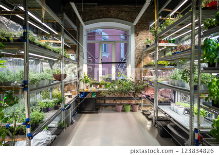 Plant shop with potted flowers and herbs on shelves. Basil varieties and fresh greens under lamps Plant shop with potted flowers and herbs on shelves. Basil varieties and fresh greens under lamps 123834826