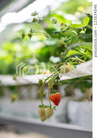 Strawberry cultivation in greenhouse. Mini-farm for growing Fragaria in artificial soil. Strawberry cultivation in greenhouse. Mini-farm for growing Fragaria in artificial soil. 123834846