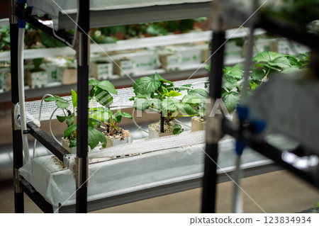 Strawberry cultivation in greenhouse. Mini-farm for growing Fragaria indoors in artificial soil.  123834934