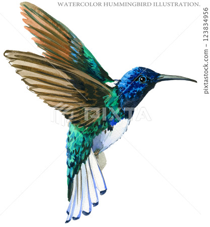 Humming bird isolated on a white background, hummingbird watercolor illustration 123834956
