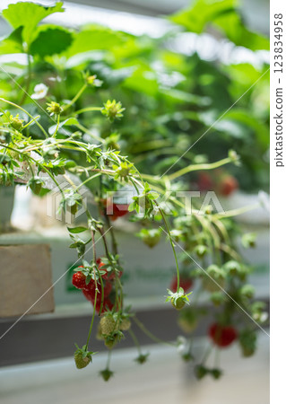 Blooming Strawberry cultivation in greenhouse. Mini-farm for growing Fragaria in artificial soil.  123834958
