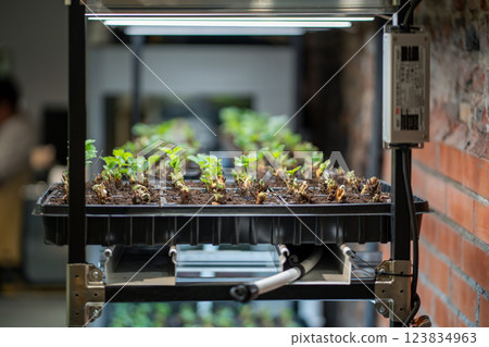Pots with strawberry seedlings neatly arranged, prepared for greenhouse planting or sale under lamp 123834963
