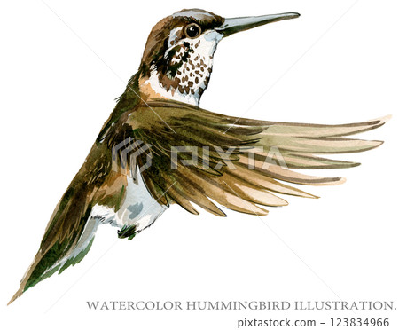 Humming bird isolated on a white background, hummingbird watercolor illustration 123834966