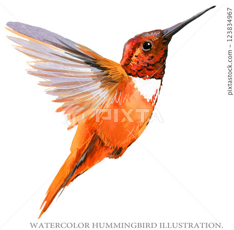Humming bird isolated on a white background, hummingbird watercolor illustration 123834967
