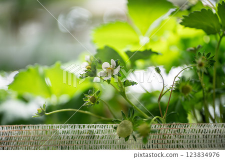 Blooming Strawberry cultivation in greenhouse. Mini-farm for growing Fragaria in artificial soil. Blooming Strawberry cultivation in greenhouse. Mini-farm for growing Fragaria in artificial soil. 123834976