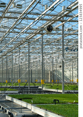Modern large commercial greenhouse construction producing organic vegetables, lettuce. Agribusiness. 123834995
