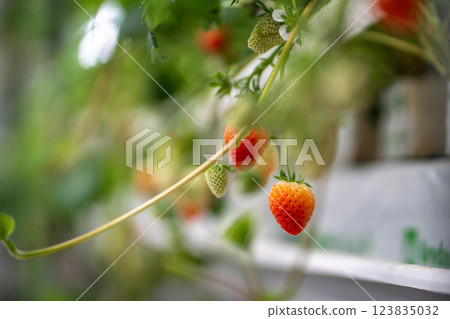 Strawberry cultivation in greenhouse. Mini-farm for growing Fragaria in artificial soil.  123835032