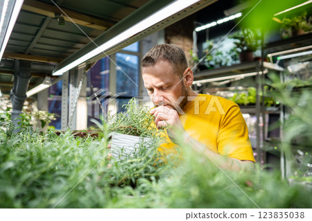 Focused florist inspect rosemary bush, crushing leaves and inhaling aromatic scent in mini garden 123835038